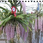 มหัศจรรย์กล้วยไม้แห่งรักษ์ ครั้งที่ 7